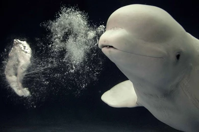 Beluga Whale Wallpapers Designs 12058   Amazing Wallpaperz