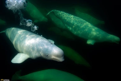 Beluga Whales Photo, Canada Wallpapers   National Geographic Photo ...