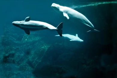 Download Wallpapers, Download 2560x1440 Whales Beluga Whales ...