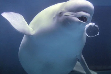 Killer Cat Parasite Spreads To Arctic: Toxoplasma Found In Beluga ...