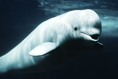 2100x1395px Vegetables