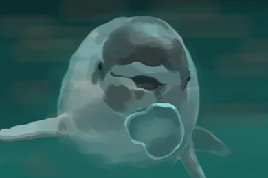 Beluga Whale Wallpapers 12124   Amazing Wallpaperz