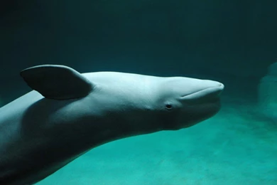 Aquarium Beluga Whales Dolphins Green Wallpapers   (