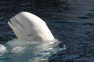 Beluga Whale Android HD Wallpapers 12166   Amazing Wallpaperz