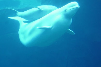 Beluga Whales Wallpapers