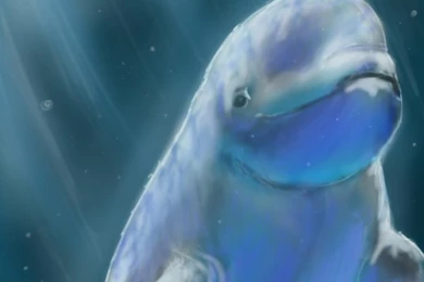 Beluga Whale By SilverFlight On DeviantArt