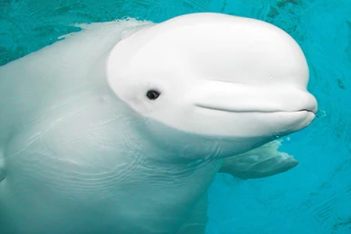 High Quality Beluga Whale Wallpapers
