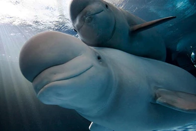 Beluga Whale Free Wallpapers 12148   Amazing Wallpaperz