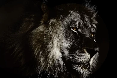 Leo Wallpapers   Wallpapers Zone