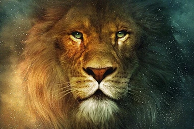 Animal Cat Leo – Animals Bears HD Desktop Wallpapers