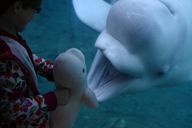 Beluga Whale, Mystic, Connecticut   National Geographic Photo ...