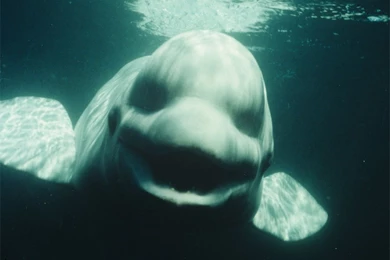 1000x710px 79.46 KB Beluga Whale