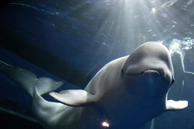 Beluga Whale