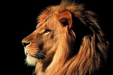 Leo Wallpapers   Animals Wallpapers   Free Wallpapers, Desktop ...