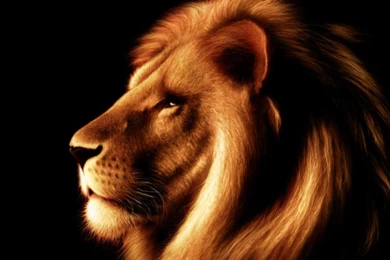 LEO THE LION WALLPAPER   (