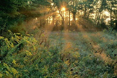 Wallpapers Nashville Mobile Iphone 1600x1200