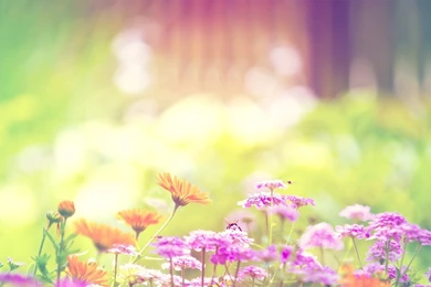 Marigold Lilac Purple Flowers Mac Wallpapers Download