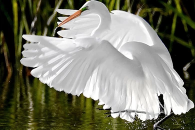 Heron Wallpapers Photo And Wallpaper. All Heron Wallpapers Pictures