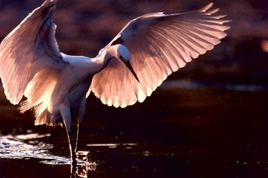 Heron Coming In To Land   Free Animals Wallpapers Image With Birds