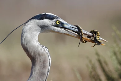 Great Blue Heron Lizard Wallpapers