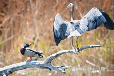 Beautiful Heron Wallpapers   HD Wallpapers