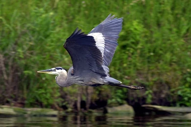 Blue Heron Wallpapers By Kl61 On DeviantArt