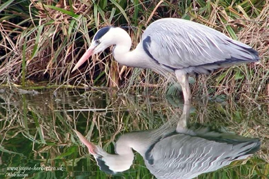 Free Wallpapers For Your Computer Desktop