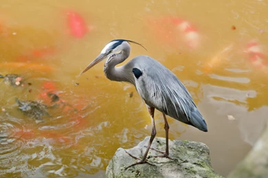 Heron And Koi Carp Windows 8 Wallpapers Wallpapers X