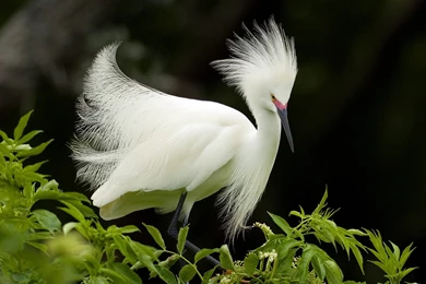 Desktop Wallpapers · Gallery · Animals · Snowy Egret Heron