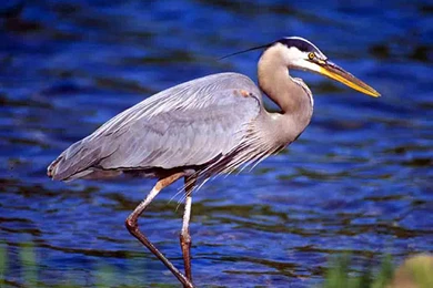 Herons Bird Wallpapers
