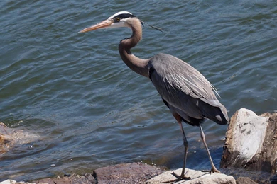 Great Blue Heron Heron Water Stones Bird Wallpapers