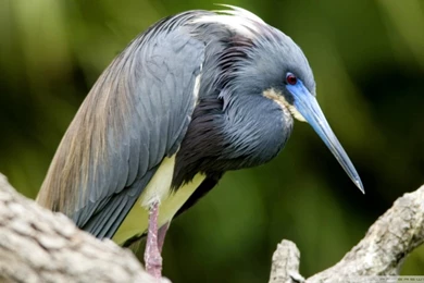 Tri Colored Heron Florida HD Desktop Wallpapers : Widescreen : High ...