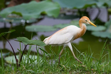 Heron Bird Grass Leaves Wallpapers