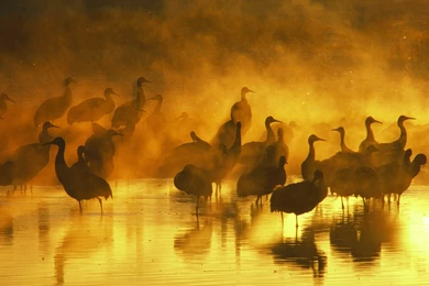 Heron Birds In Sunset < Animals < Life < Desktop Wallpapers