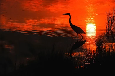 Beautiful Heron In Orange Sunset >> HD Wallpaper, Get It Now!