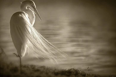 Heron Bird Loneliness Swamps Black White