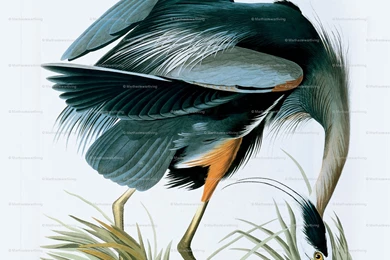 Heron Fabric, Wallpapers & Gift Wrap   Spoonflower