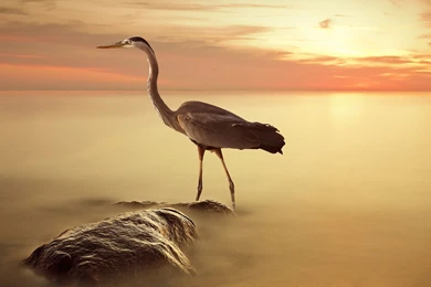 Great Blue Heron Widescreen Wallpapers