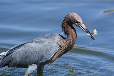 Animals: Heron Catching Fish Bird Free Wallpapers For High ...
