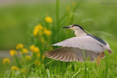 Wildlife Photography   Mariusz Pomaski   Poland