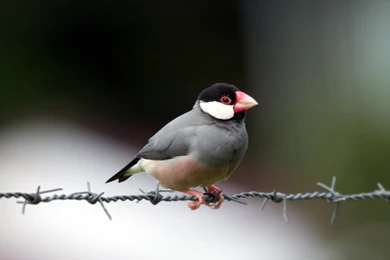 Java Sparrow Flikie Wallpapers