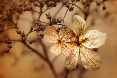 Vintage, Wallie, Wallpaper, Cute, Autumn, Flower