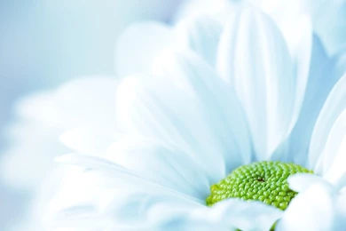 Pale Blue Daisy Wallpapers   1280x960 Wallpapers Download ...