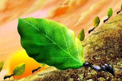 Ant Wallpapers   Tag