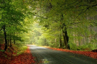 3D Nature Wallpapers