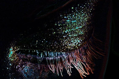 Eye Makeup Wallpapers » WallDevil   Best Free HD Desktop And Mobile ...