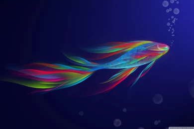 Wallpapers Fish Nature Colorful Betta Hd High Definition 2560x1600 ...