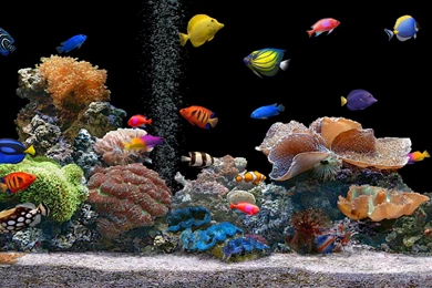 Fish Tank Desktop Wallpapers, Tropical Fish Tank Desktop ...