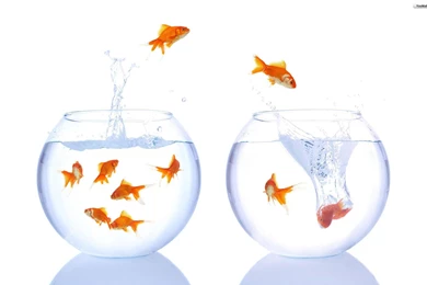 YouWall   Fish Escape Wallpapers   Wallpaper,wallpapers,free ...