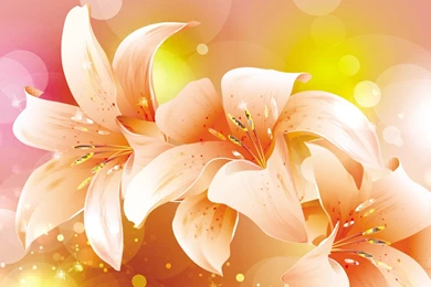 Beaches: Tiger Lilies Shine Orange Light Spring Pink Bokeh Summer ...